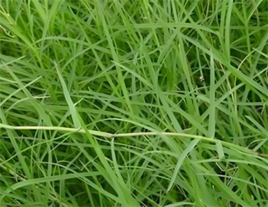 百慕达草3.jpg