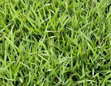矮身结缕草4.jpg