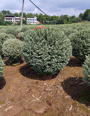 银姬小蜡球，冠幅80-150cm  (2).jpg