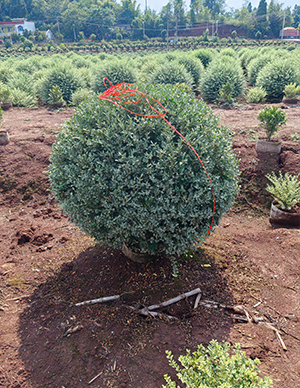 银姬小蜡球，冠幅80-150cm  (3).jpg