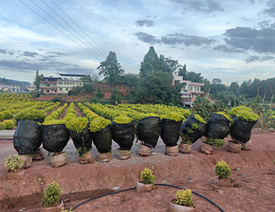 亮晶女真球，冠幅60-120cm  (5).jpg