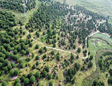 红叶石楠球，冠幅150-350cm  (5).jpg