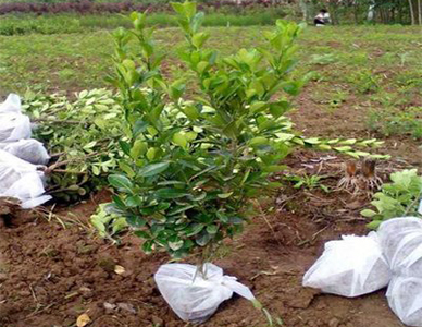 大叶黄杨苗  (2).jpg